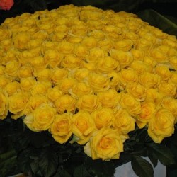 Букет желтых роз 70 см